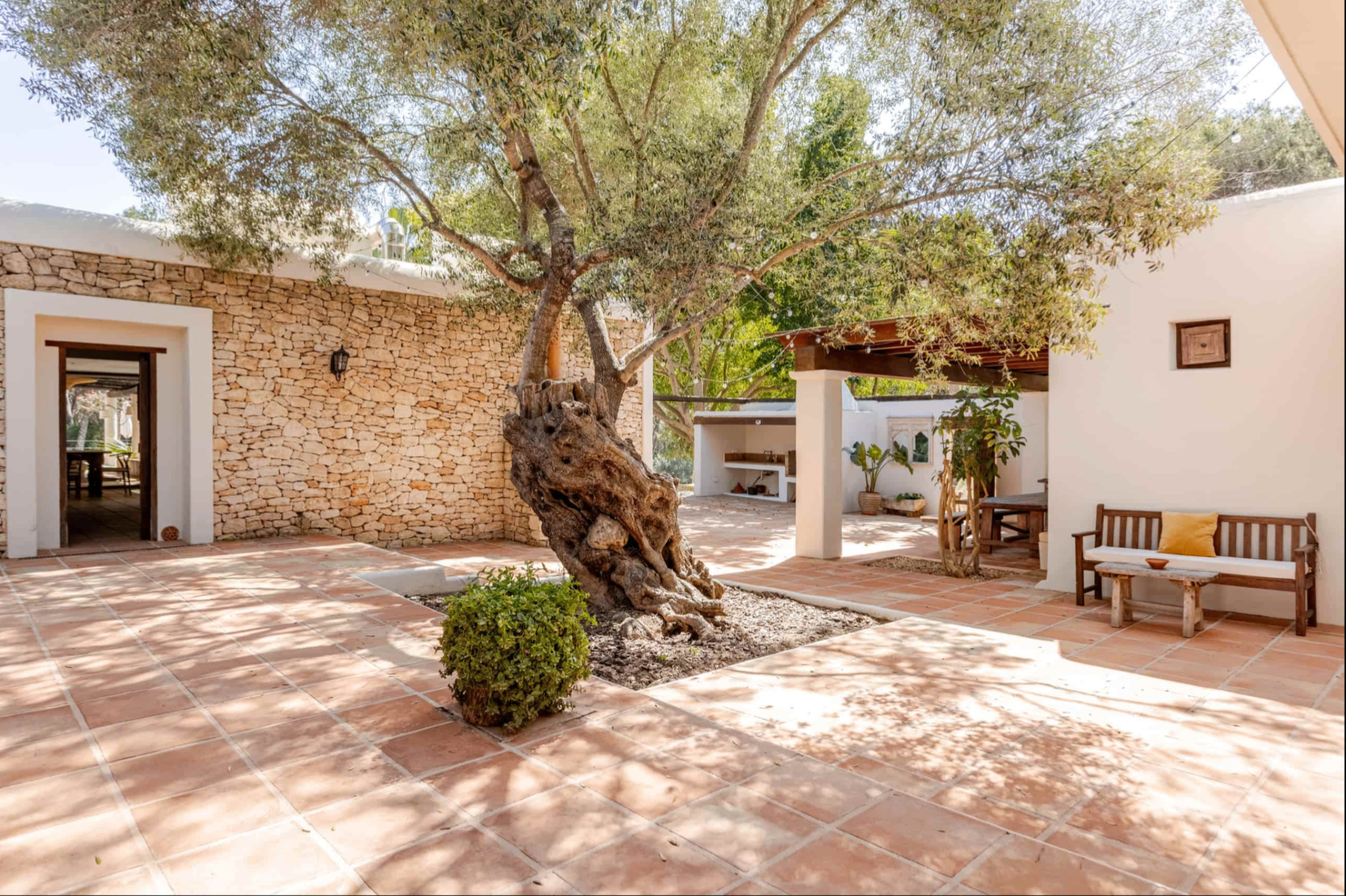 Courtyard with ancient olive tree